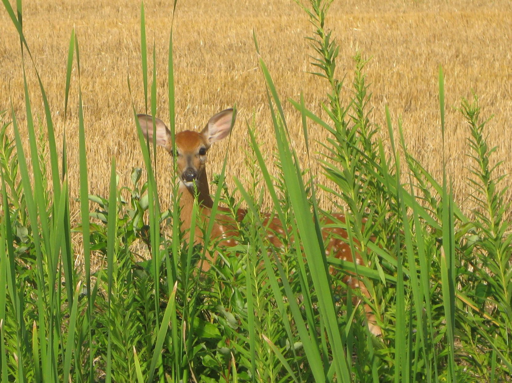 Summer Fawn